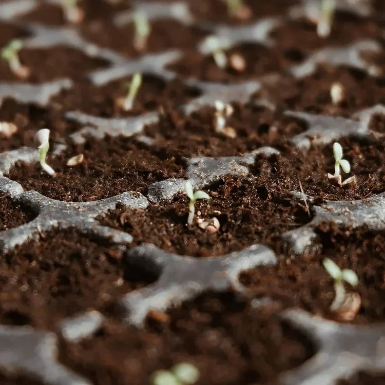 EcoBloom™ Prémium bio kókuszrost tégla növények számára