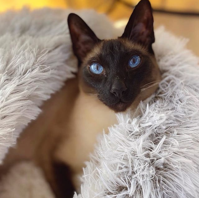 SnuggleNook™ Ágy háziállatok számára