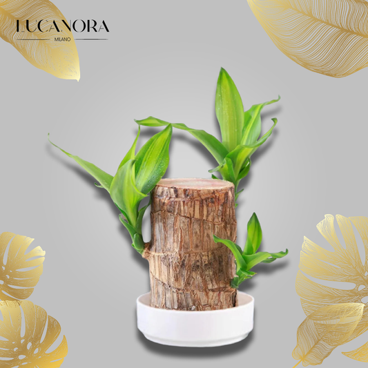 LuckyWood™ Fából készült növény cserépben